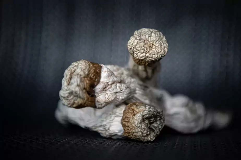 Photo champignons dans la presse